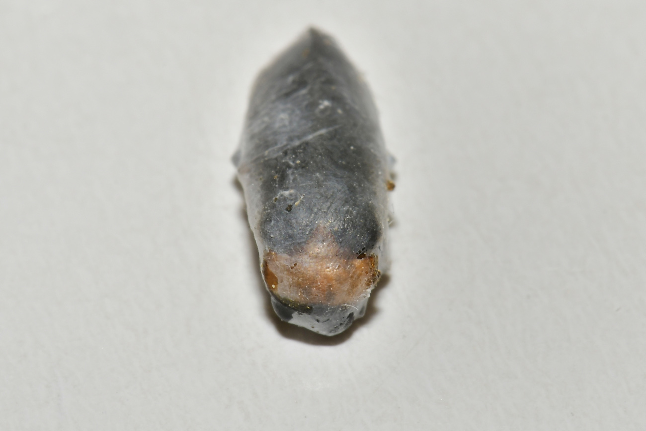 Lampyridae mummificata: Luciola pedemontana